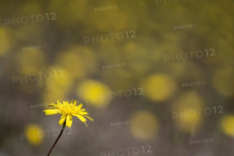 Hawkweed (Hieracium), Emsland, Lower Saxony, Germany