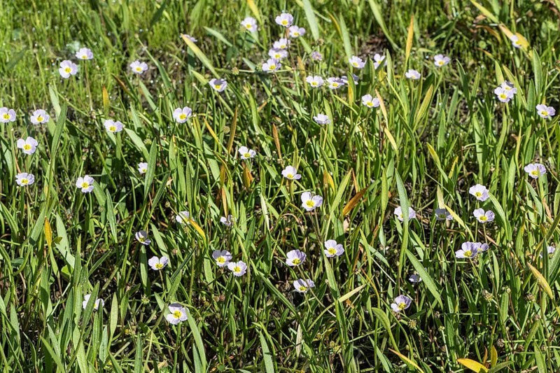 Hedgehog hose (Baldellia ranunculoides), Emsland, Lower Saxony, Germany