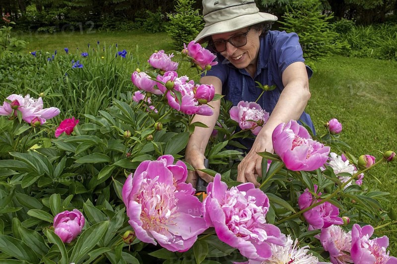 Woman and flowers, Woman taking care of peony flowers, Peonia sp, Region of La Mauricie, Province of Quebec, Canada