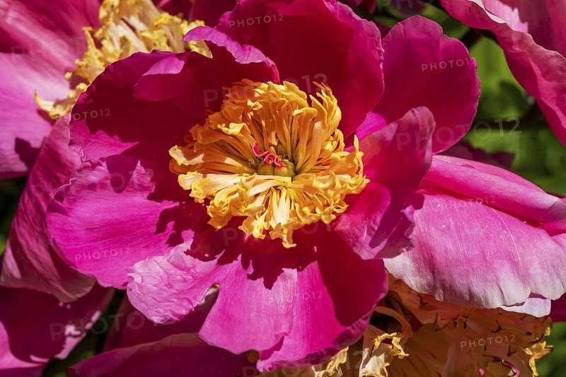 Peony flower, Paeonia sp, Perrenial flower, Close-up, Region of La Mauricie, Province of Quebec, Canada