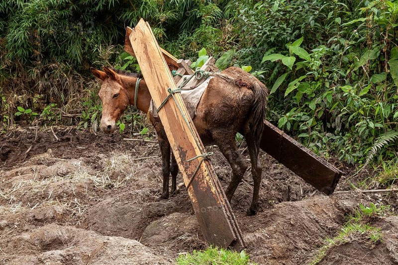 Draft horse, Horse carrying planks down a mountain, Imbabura province, Ecuador, South America