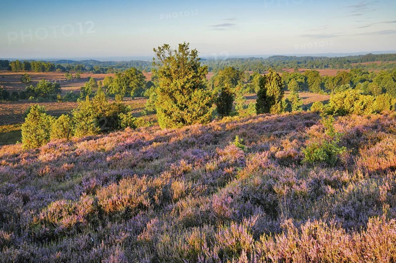 View from Wilseder Berg in Lüneburg Heath nature park Park at sunrise, Lower Saxony, Germany