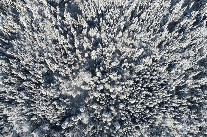 Bird's eye view of freshly snow-covered spruce forest, Sattelegg, Schwyz, Switzerland