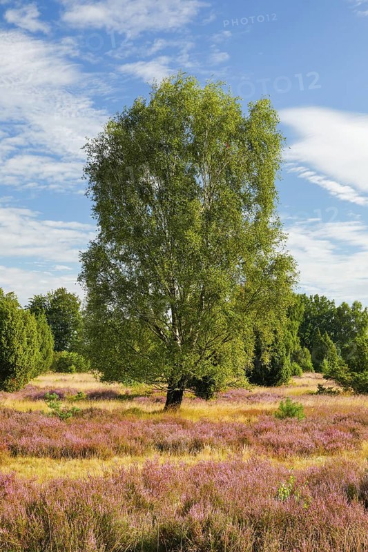 Birches and junipers in the blooming Lüneburg Heath, Lower Saxony, Germany