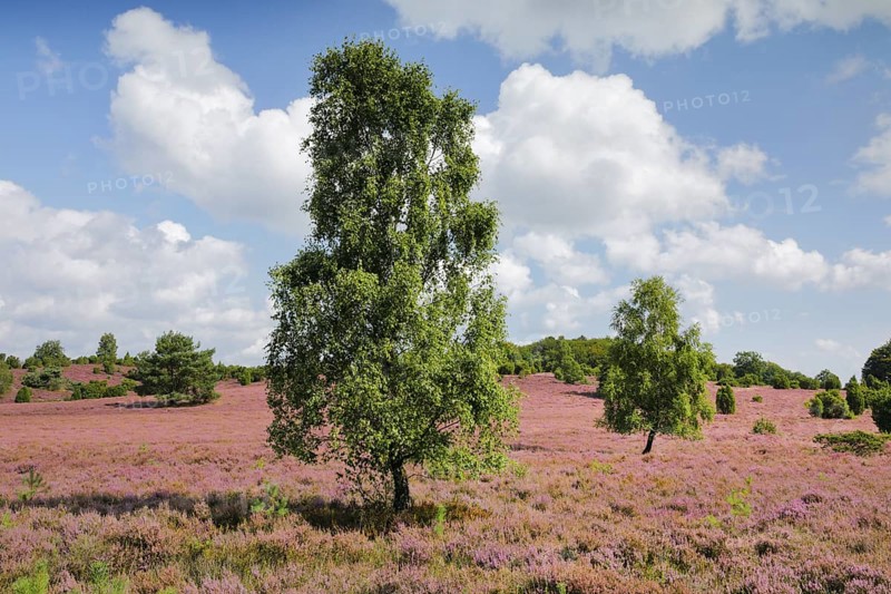 Birches and junipers in the blooming Lüneburg Heath, Lower Saxony, Germany