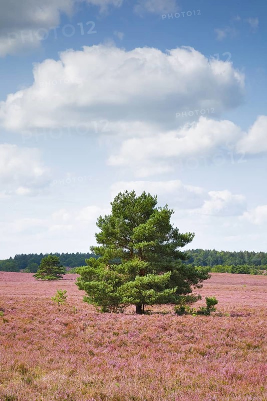 Single pine tree in the middle of the wide, blooming Lüneburg Heath, Lower Saxony, Germany