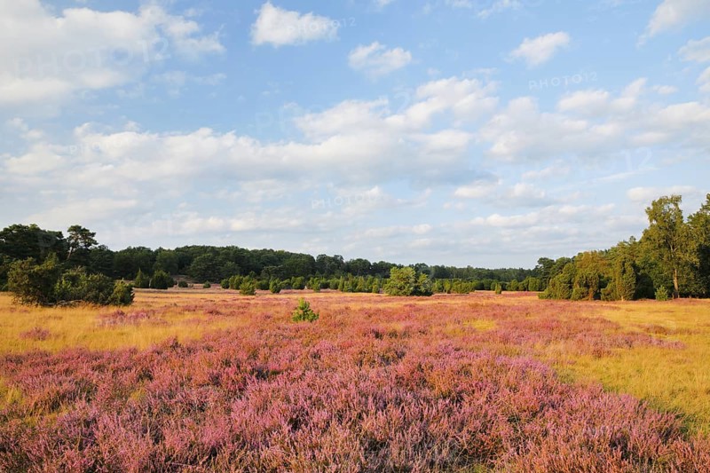 Trees and blooming heath near Oberhaverbeck in the Lüneburg Heath nature park Park, Lower Saxony, Germany