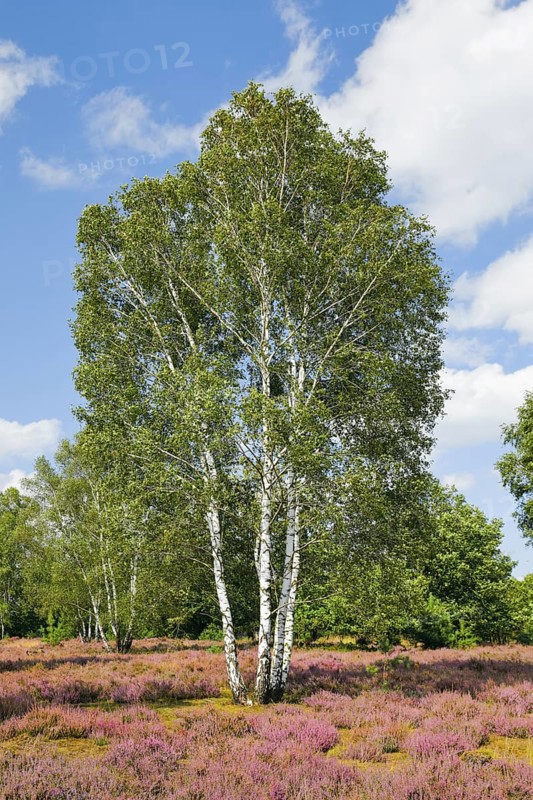 Large birch trees in the blooming Lüneburg Heath, Lower Saxony, Germany