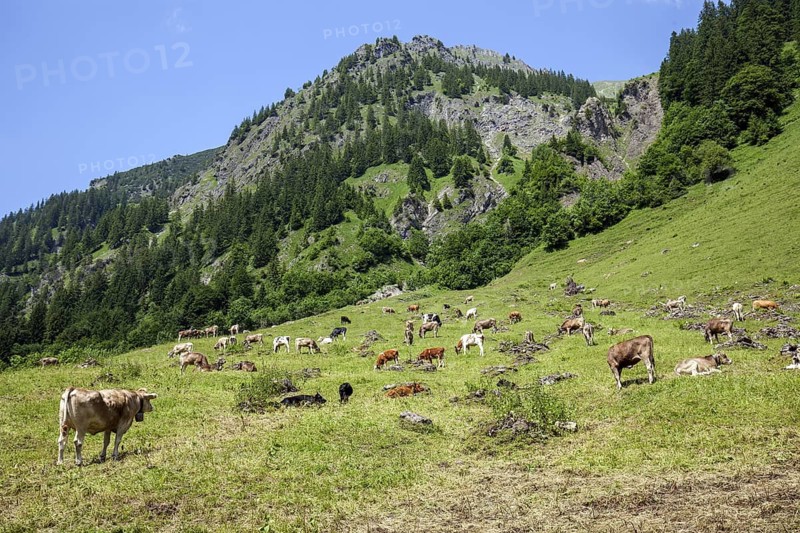 Cattle on the hiking trail in Dietersbachtal between Gerstruben and Dietersbachalpe, near Oberstdorf, Allgäu Alps, Oberallgäu, Allgäu, Bavaria, Germany