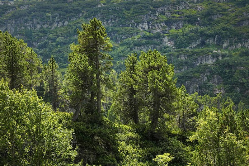 Old Swiss stone pines on the Susten Pass, Canton of Bern, Switzerland