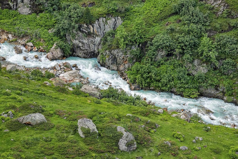 Mountain stream Steinwasser makes its way over boulders through vegetation overgrown with blooming alpine roses, Canton of Bern, Switzerland