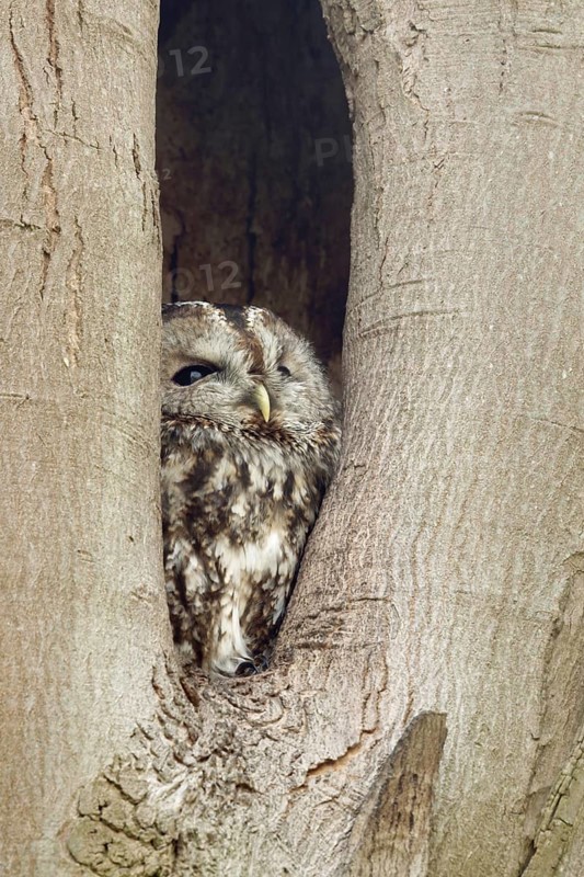 In its cave... Tawny owl (Strix aluco), nocturnal owl spends the day in a natural cavity in a tree, hides, looks out, looks up to the sky to see if there is any danger, native nature, Rhineland, North Rhine-Westphalia, Germany, Western Europe