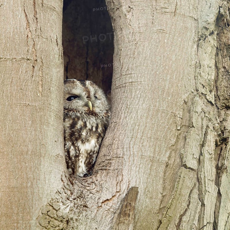 In its cave... Tawny owl (Strix aluco), nocturnal owl spends the day in a natural cavity in a tree, hides, looks out, looks up to the sky to see if there is any danger, native nature, Rhineland, North Rhine-Westphalia, Germany, Western Europe