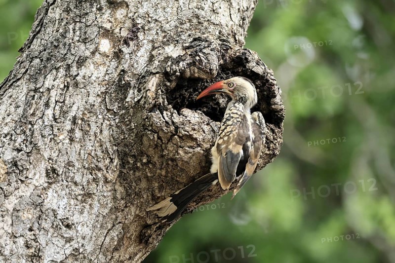 Mopanetoko (Tockus rufirostris), Southern Red-billed Hornbill, adult, on tree, alert, at breeding den, Kruger, Kruger National Park, South Africa