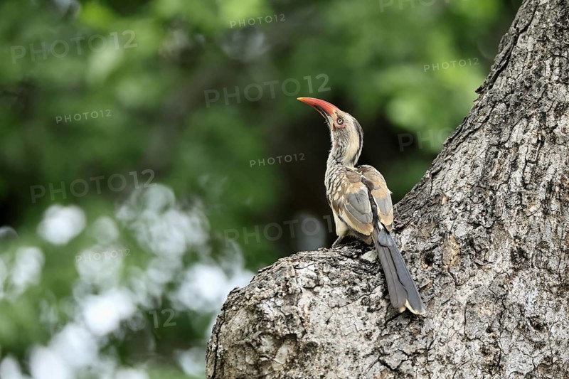 Mopanetoko (Tockus rufirostris), Southern Red-billed Hornbill, adult, on tree, alert, at breeding den, Kruger, Kruger National Park, South Africa