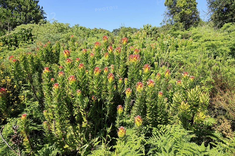 Mimetes cucullatus, flower, flowering, shrub, Kirstenbosch Botanical Gardens, Cape Town, South Africa
