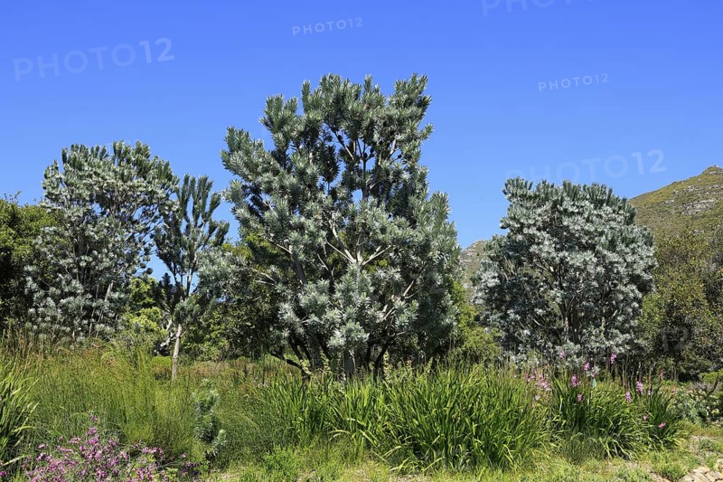 Silver tree (Leucadendron argenteum), flowering, flowers, Kirstenbosch Botanical Gardens, Cape Town, South Africa