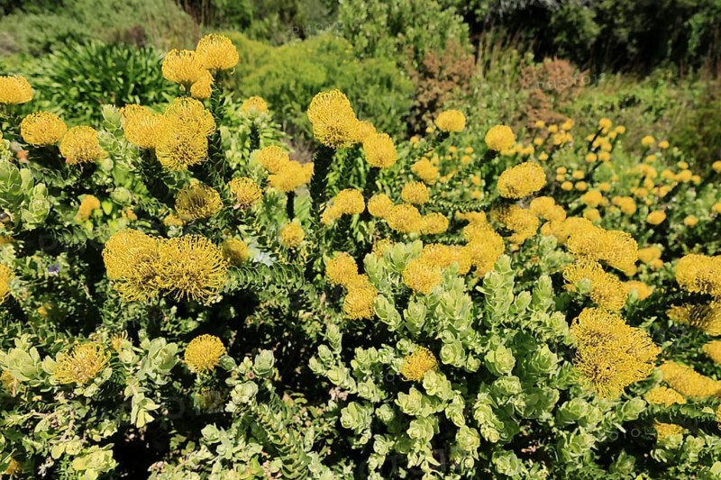 Pincushion protea (Leucospermum cordifolium), flower, in bloom, Kirstenbosch Botanical Gardens, Cape Town, South Africa