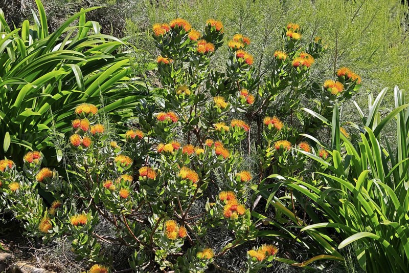 Pincushion protea (Leucospermum oleifolium), flower, in bloom, Kirstenbosch Botanical Gardens, Cape Town, South Africa