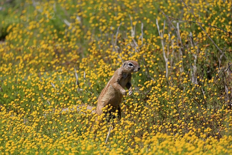 Cape bristle-necked squirrel (Xerus inauris), adult, alert, standing upright, foraging, flower meadow, Mountain Zebra National Park, Eastern Cape, South Africa