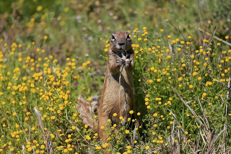 Cape bristle-thighed squirrel (Xerus inauris), adult, alert, standing upright, feeding, flower meadow, Mountain Zebra National Park, Eastern Cape, South Africa
