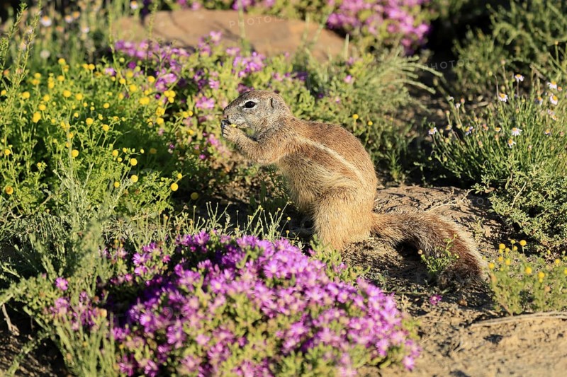 Cape Bristle-thighed Squirrel, (Xerus inauris), adult, alert, standing upright, feeding, flower meadow, Mountain Zebra National Park, Eastern Cape, South Africa