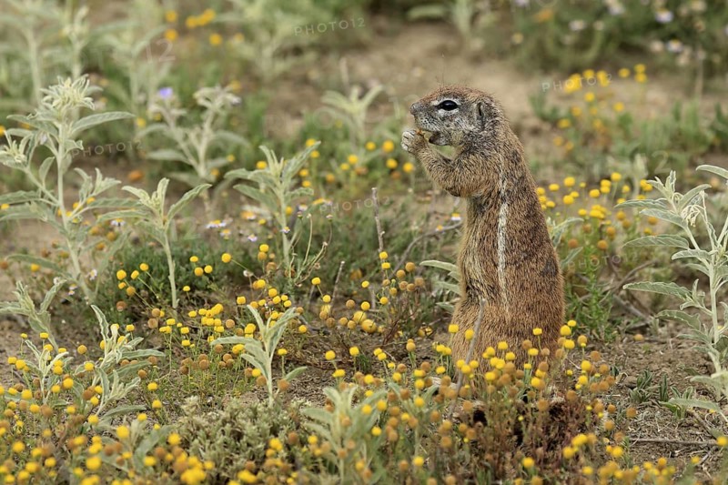 Cape bristle-thighed squirrel (Xerus inauris), adult, standing upright, feeding, flower meadow, Mountain Zebra National Park, Eastern Cape, South Africa