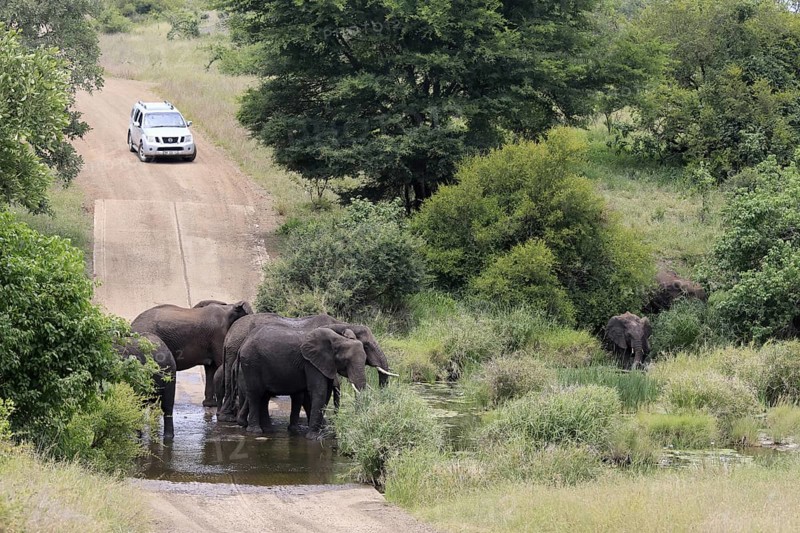 Kruger National Park, South Africa, Africa, riverbed, flooded road, landscape, African elephants, herd, car, vehicle, tourism