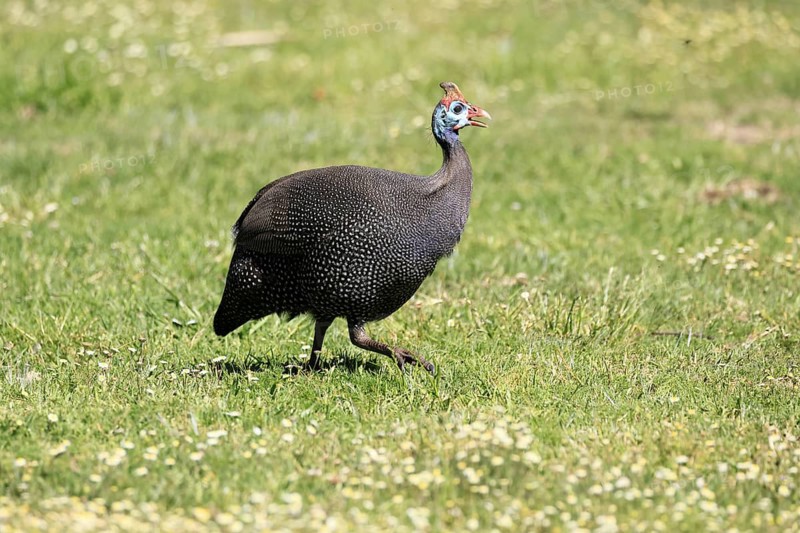 Helmeted guineafowl (Numida meleagris), adult, calling, running, foraging, Kirstenbosch Botanical Gardens, Cape Town, South Africa