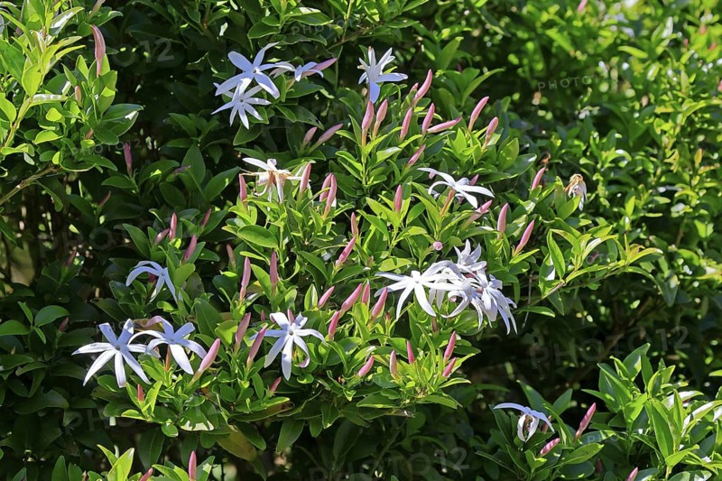 African jasmine (Jasminum multipartitum), flower, in bloom, Kirstenbosch Botanical Gardens, Cape Town, South Africa