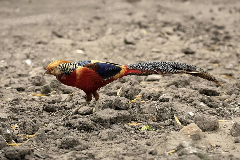 Golden Pheasant (Chrysolophus pictus), adult, male, captive, China