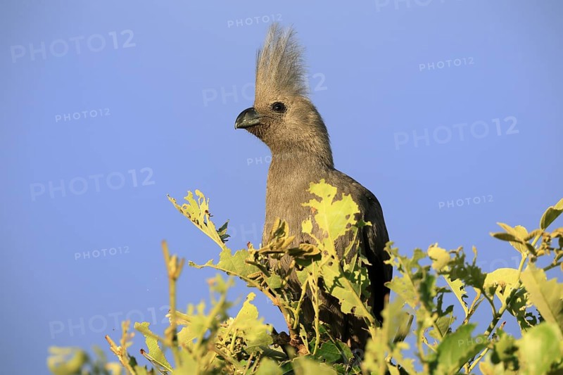 Grey Go-away-bird (Crinifer concolor), Grey Go-away-bird, adult, on tree, alert, portrait, Kruger, Kruger National Park, South Africa