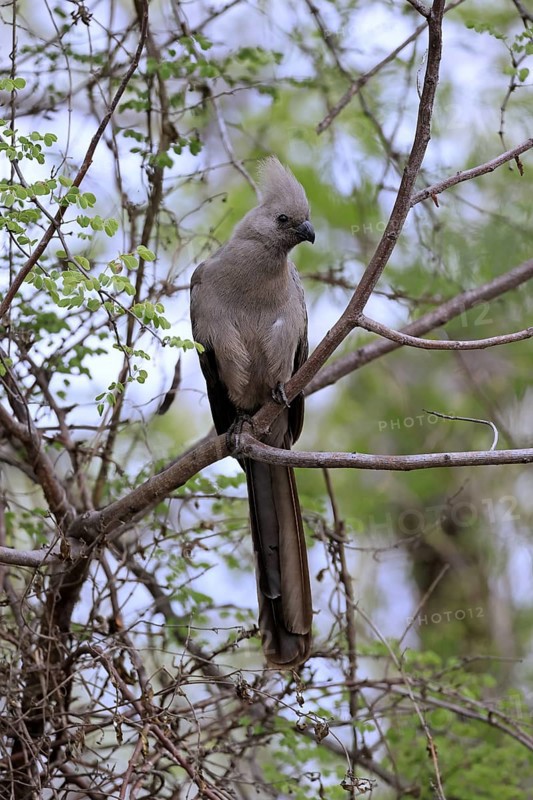 Grey Go-away-bird (Crinifer concolor), Grey Go-away-bird, adult, on tree, alert, Kruger, Kruger National Park, South Africa