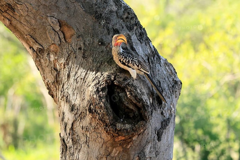 Southern Yellow-billed Hornbill (Tockus leucomelas), Red-ringed Hornbill, adult, male, at breeding den, alert, Kruger, Kruger National Park, South Africa