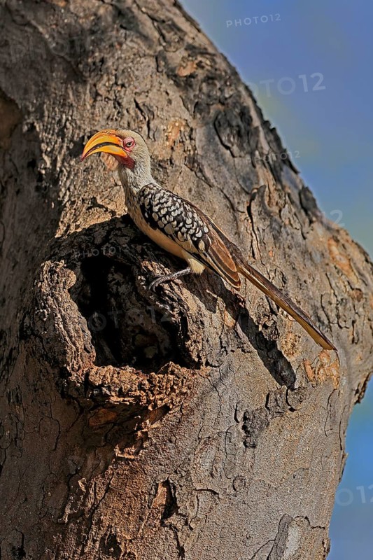 Southern Yellow-billed Hornbill (Tockus leucomelas), Red-ringed Hornbill, adult, male, at breeding den, alert, Kruger, Kruger National Park, South Africa