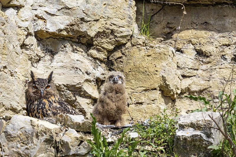 Eurasian Eagle-owl (Bubo bubo) adult bird at nest with chicks Germany