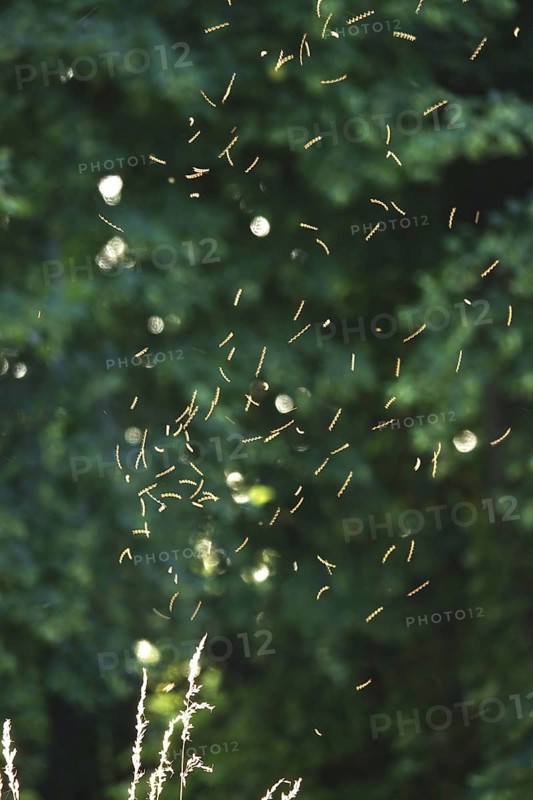 Summer evening in a park, insect flight, Germany