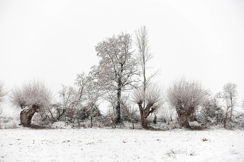 Winter walk through a landscape with old gnarled pollarded trees, pollarded willows in the snow on the Lower Rhine, on the left bank of the Rhine between Düsseldorf and Meerbusch, Ilvericher Altrheinschlinge, native nature, rare weather conditions in the Rhineland, Lower Rhine, Meerbusch, North Rhine-Westphalia, Germany, Western Europe