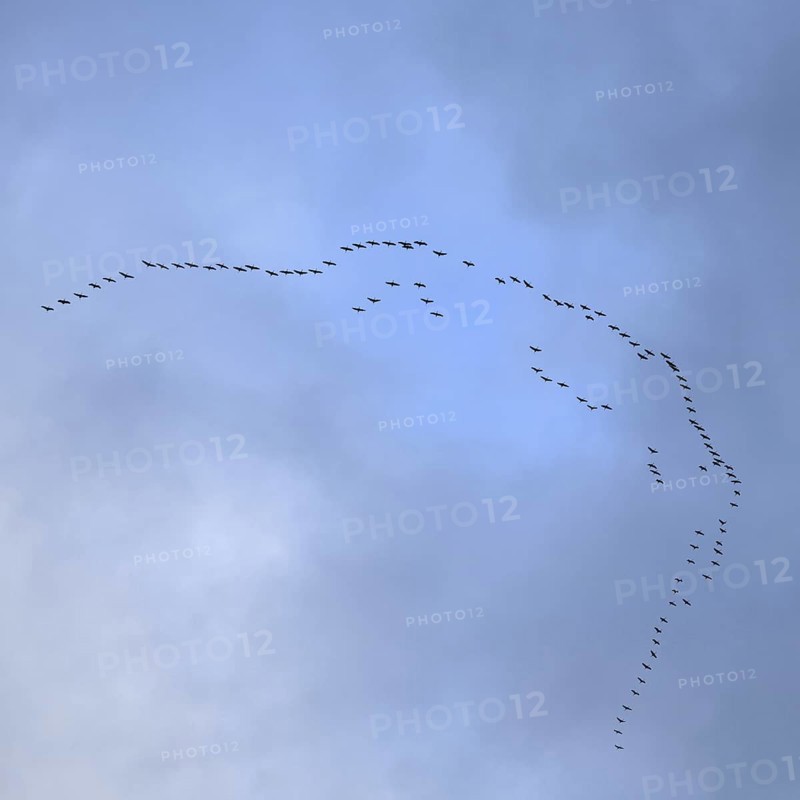 Cranes, grey cranes (Grus grus), crane migration, return of the cranes, cranes flying over, large flock of cranes, heralds of spring, large flock in flight, bird migration, typical flight formation, silhouettes in the sky, cranes returning, flying over Germany, bird migration in spring and autumn, native wildlife, native nature, Sauerland, North Rhine-Westphalia, Germany, Western Europe