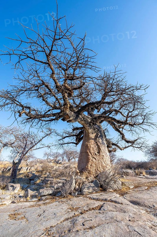 African baobab or baobab tree (Adansonia digitata), between round rocks, Kubu Island (Lekubu), Sowa Pan, Makgadikgadi salt pans, Botswana