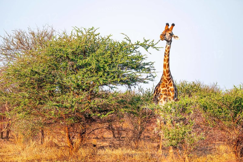 Cape giraffe (Giraffa giraffa giraffa) eating leaves of an acacia tree, in the savannah in the evening light, Kruger National Park, South Africa