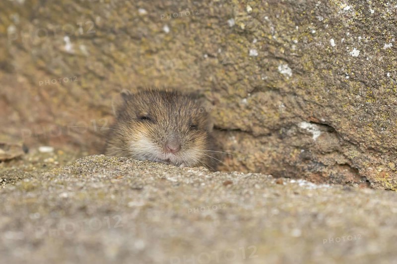 Brown rat (Rattus norvegicus) juvenile baby rodent animal emerging from a hole in an urban building, England, United Kingdom