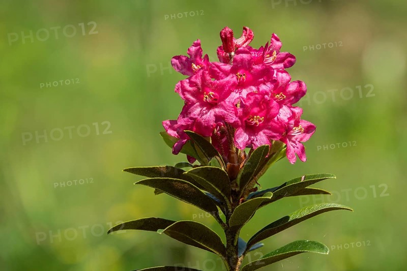 Rusty-leaved alpenrose (Rhododendron ferrugineum), also known as rusty red alpine rose or rusty red alpine rose, flowering, Oberstdorf, Oberallgäu, Allgäu, Bavaria, Germany