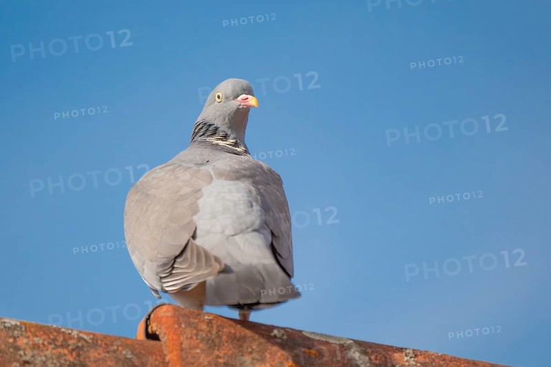 A wood pigeon (Columba palumbus) sitting on the roof ridge of a house, animal photo, bird, bird species, nature photo, wildlife, fauna, Neustadt am Rübenberge, Hanover Region, Lower Saxony, Germany