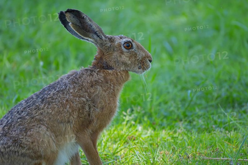 A hare (Lepus europaeus) sitting in the grass, animal photo, nature photo, wildlife, fauna, Neustadt am Rübenberge, Hanover Region, Lower Saxony, Germany