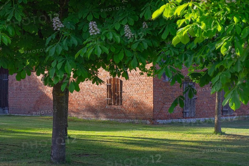 View through two chestnut trees to a part of a barn, Böhme, Heidekreis, Rethem Aller, Leine Aller Tal, Lower Saxony, Germany