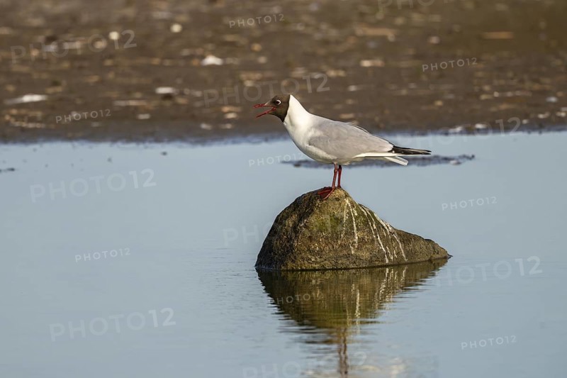 Black-headed gull (Larus ridibundus), sitting on a stone and calling, Texel, province of North Holland, Netherlands