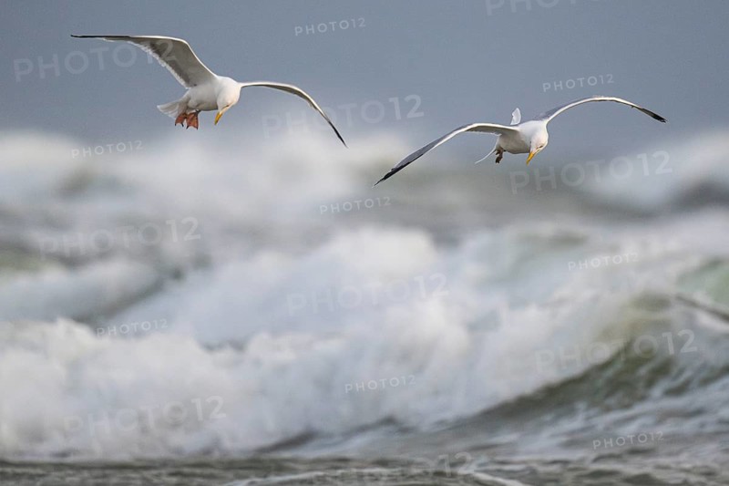 Herring gulls (Larus argentatus) in flight over the surf looking for starfish, Hvide Sande, North Sea, Denmark