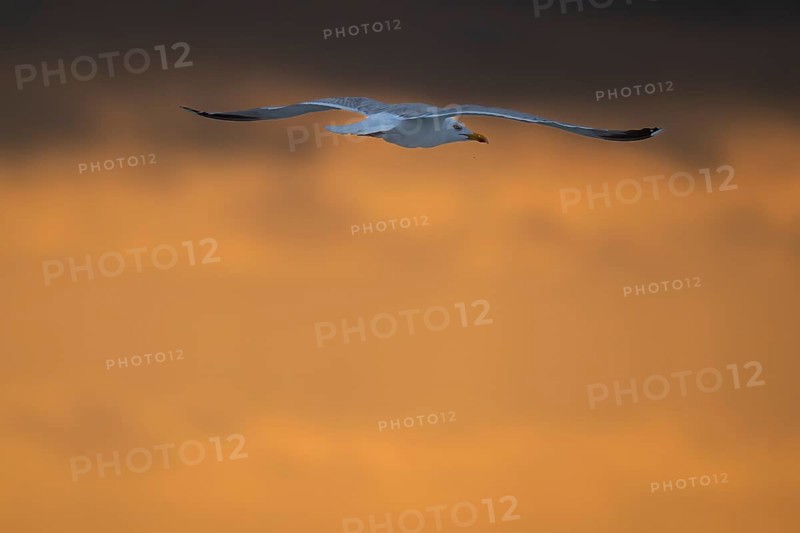 Herring gull (Larus argentatus) in flight over the surf looking for starfish, evening mood, Hvide Sande, North Sea, Denmark