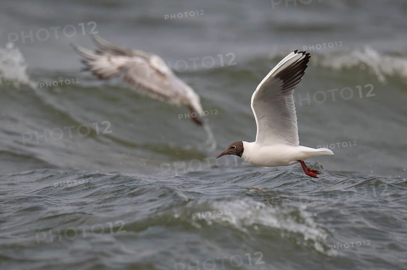 Black-headed gull (Chroicocephalus ridibundus) in summer plumage, flying above the sea surface, looking for small fish, near Hvide Sande, Ringkøbing Fjord, North Sea, Denmark